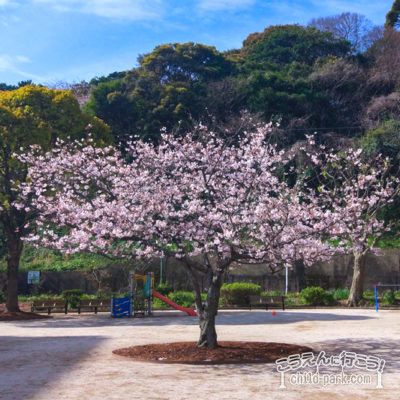 写真：荒津公園の桜の木