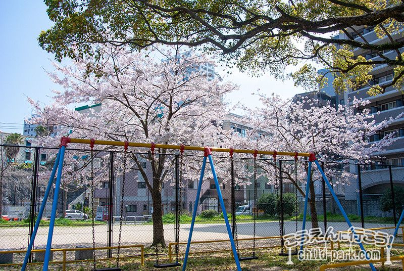 福崎公園の桜の木の下のブランコ