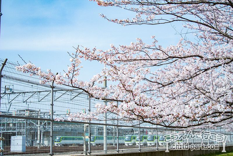 地下鉄七隈の車両基地と桜