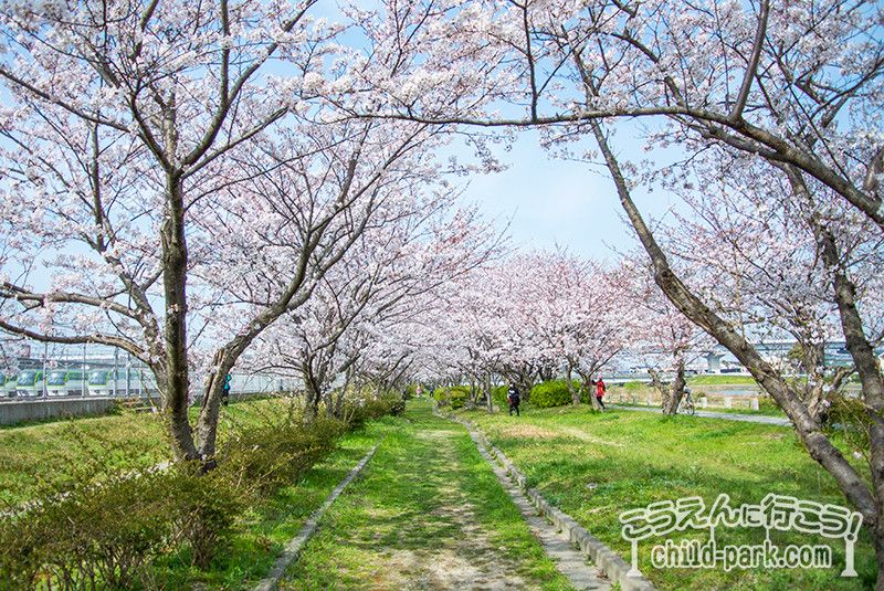 室見川河畔公園の桜並木