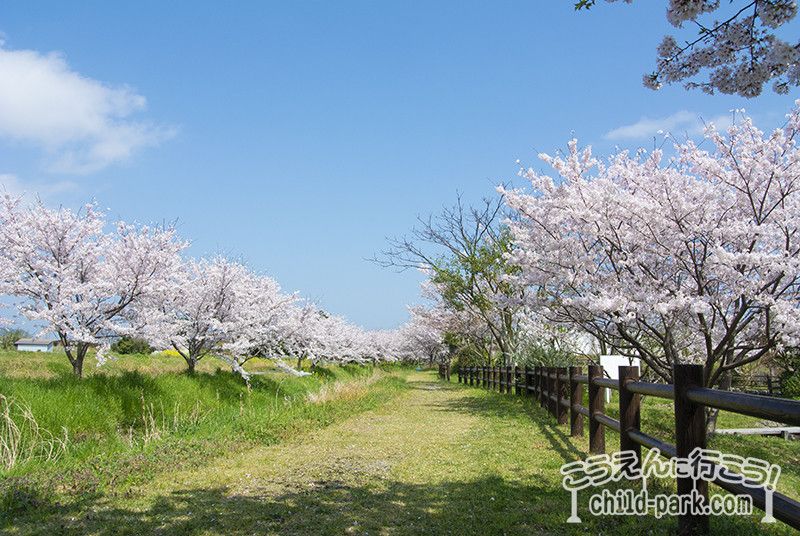 写真：金武アメンボ公園の桜