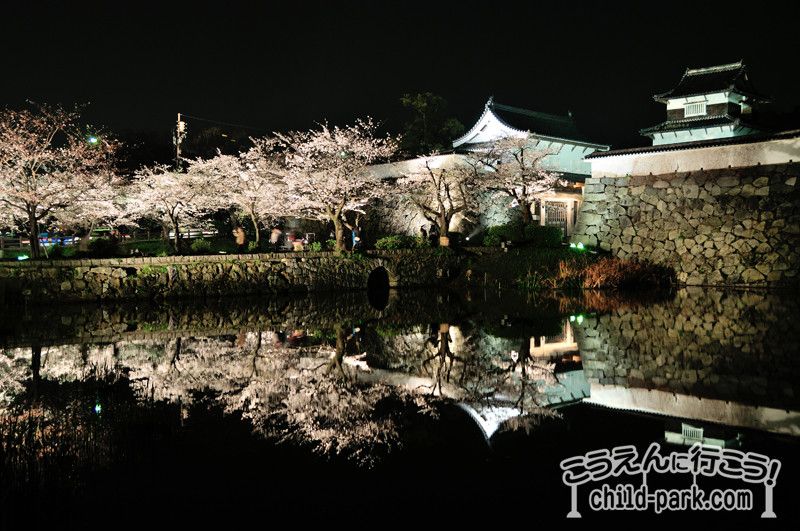 写真舞鶴公園の夜桜