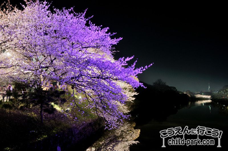 舞鶴公園のライトアップされた夜桜