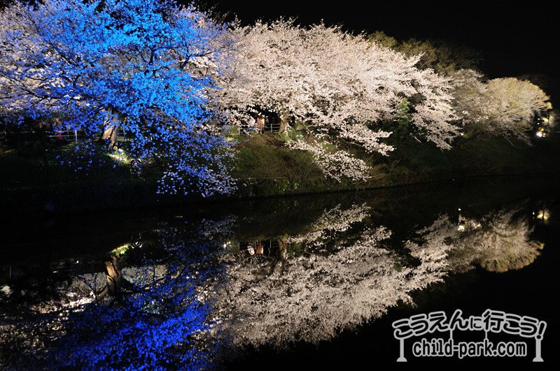 舞鶴公園のライトアップされた桜