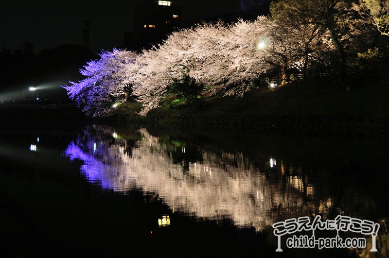 舞鶴公園のライトアップされた桜