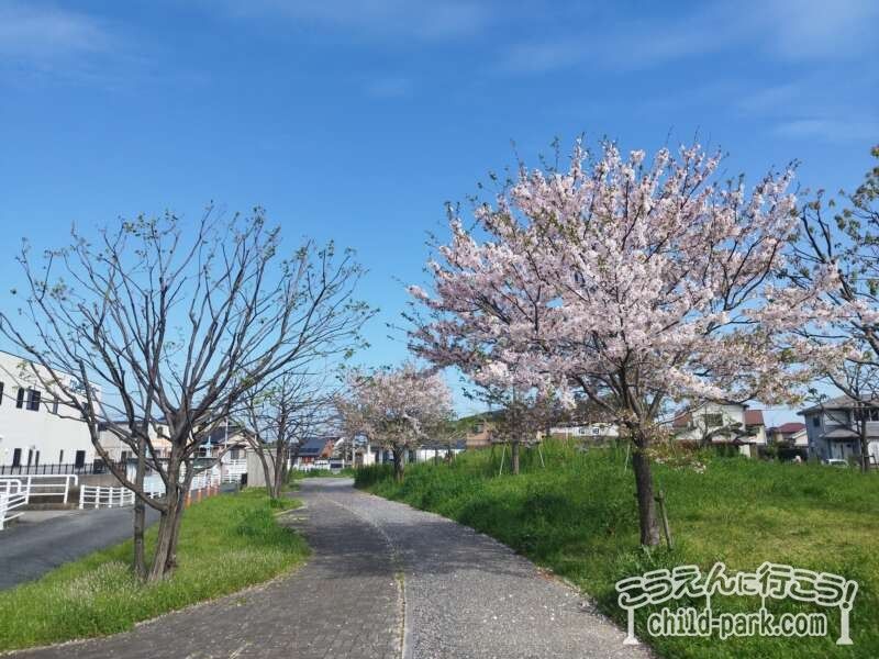 田村中央公園の桜