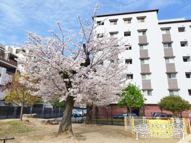 藤崎南公園の桜の木