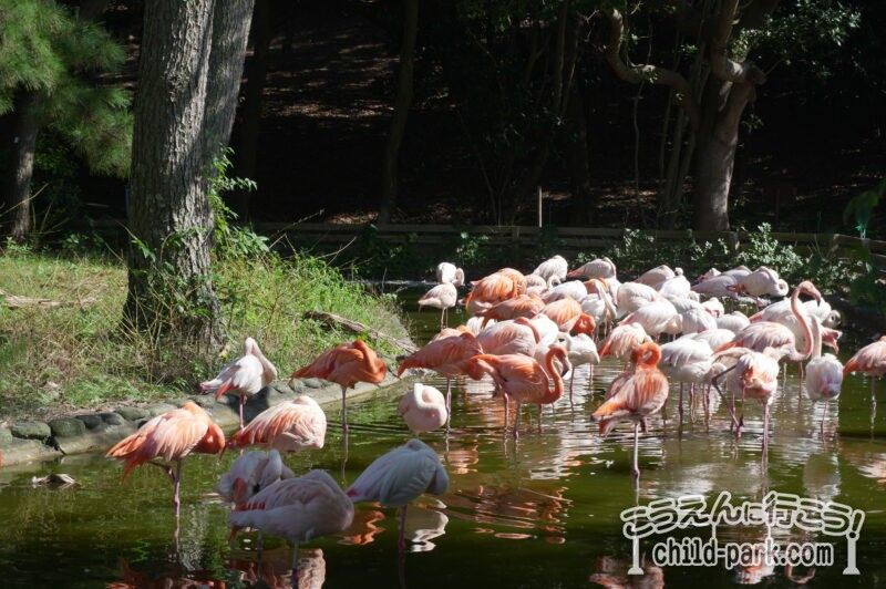 海の中道海浜公園 フラミンゴ