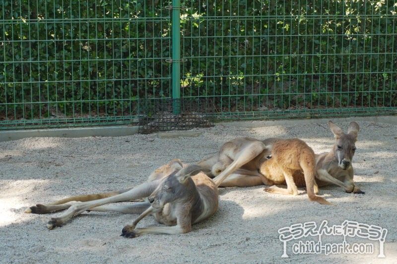 海の中道海浜公園 カンガルー